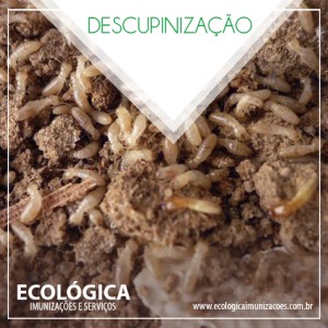 Ecologica_descupinização